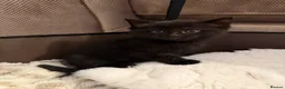 Bengal cats for sale: Beautiful Bengal Mix Kittens for loving homes in St Albans - Advert 5