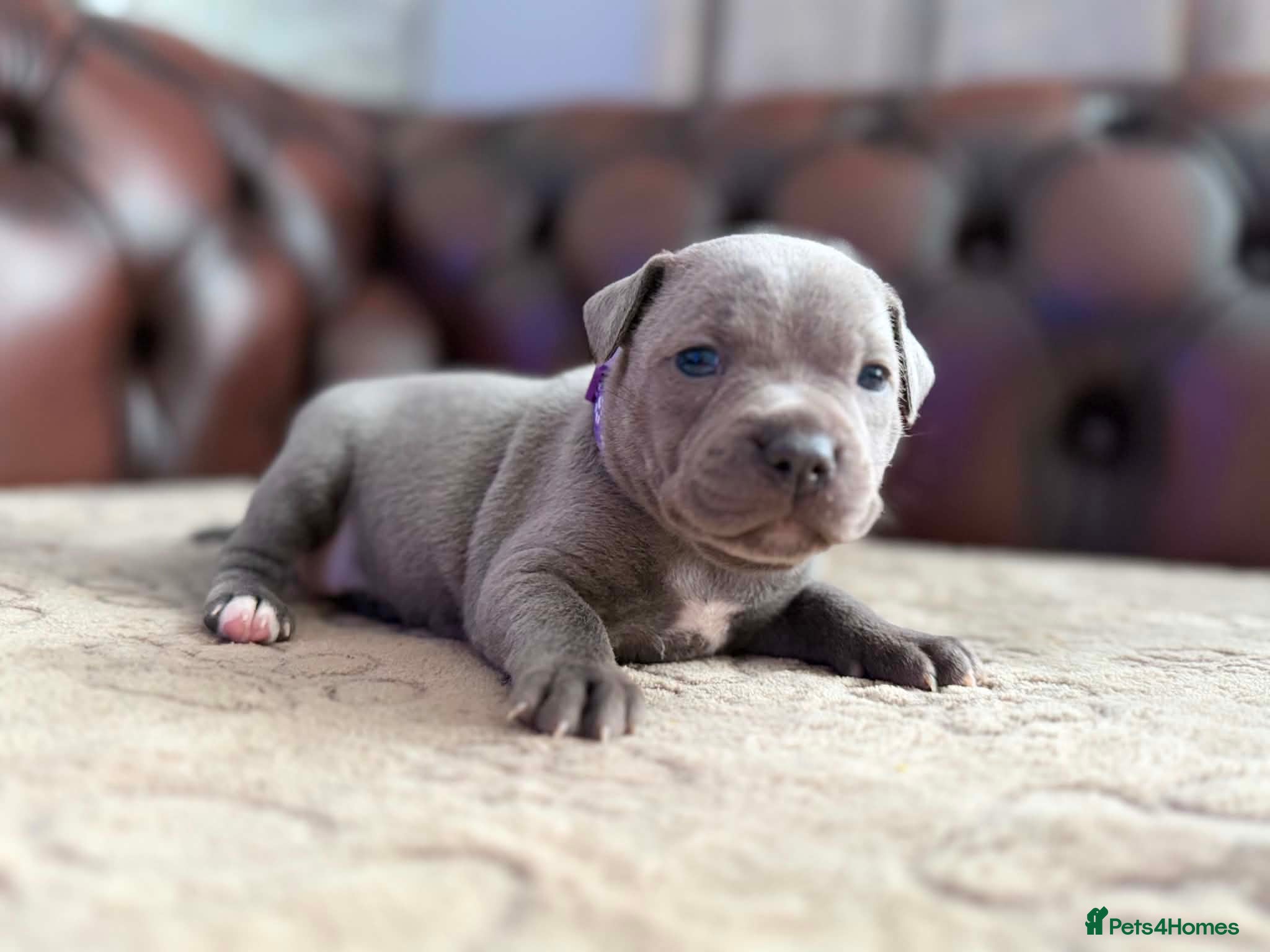 Staffordshire Bull Terrier dogs Adorable KC registered blue staffy puppies  - Advert 1
