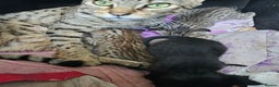 Savannah cats for sale: Gorgeous F4 Savannah Kittens - Advert 6