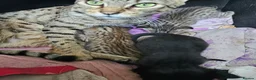 Savannah cats for sale: Gorgeous F4 Savannah Kittens - Advert 6