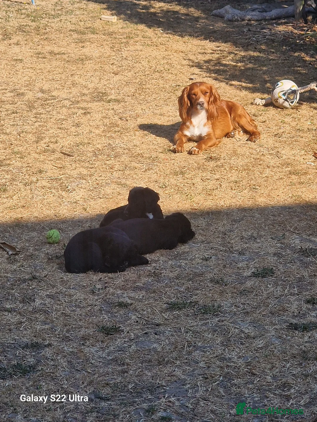 Cocker Spaniel dogs for sale: Working cocker spaniel  in Bournemouth - Advert 1