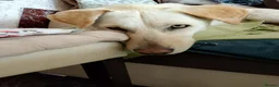 Mixed Breed dogs for sale: Looking for his new home and loving people - Advert 5