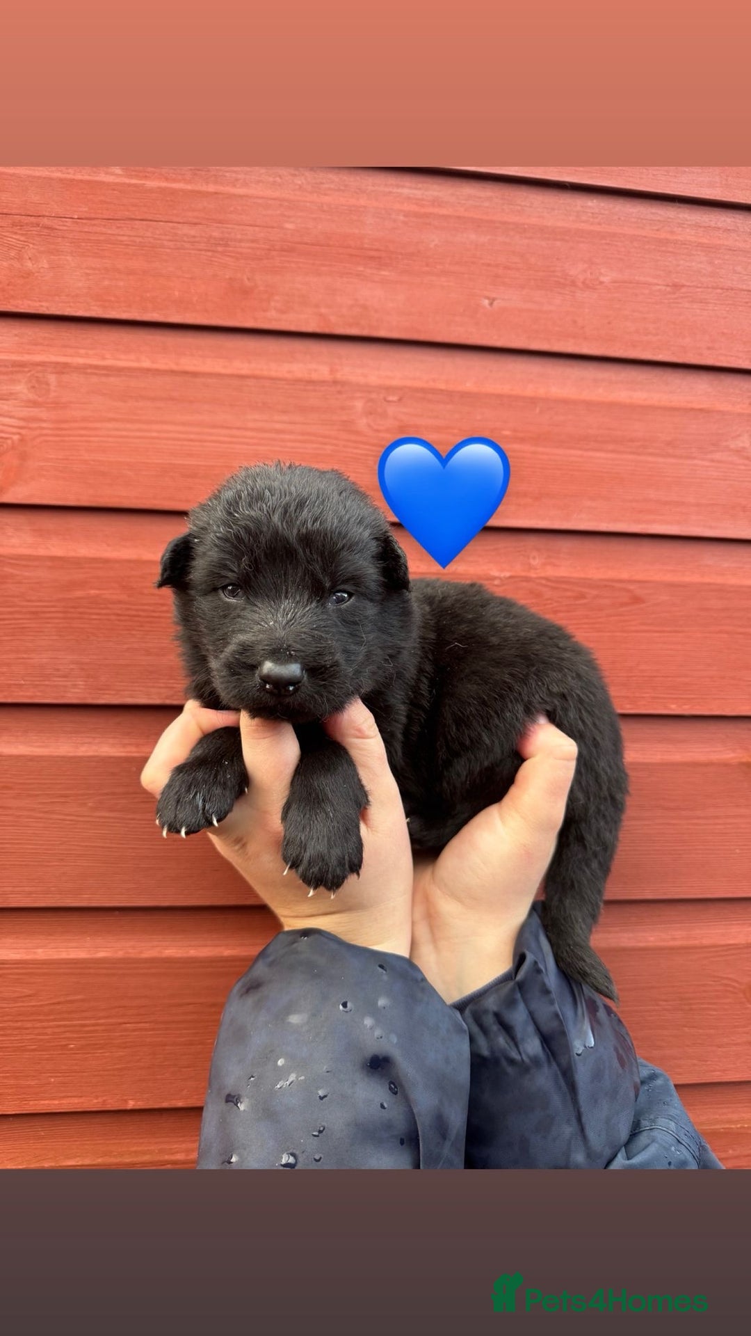 German Shepherd dogs for sale: Stunning German Shepherd X Puppies  - Advert 1