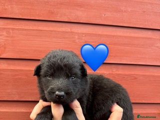 German Shepherd dogs Stunning German Shepherd X Puppies - Advert 13