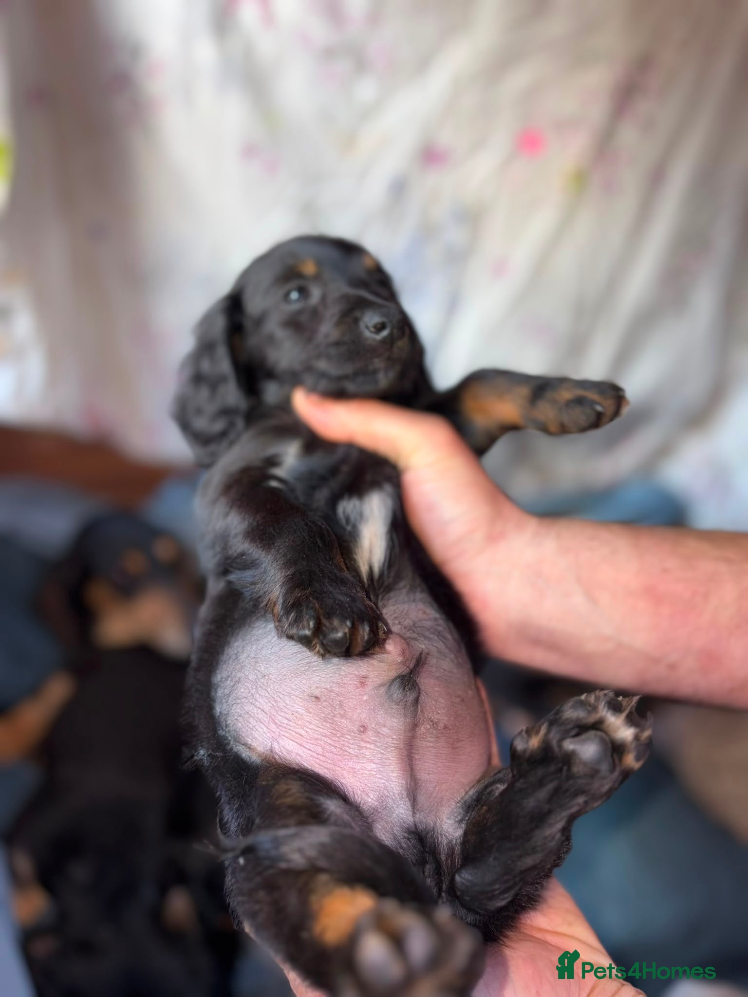Dachshund Puppy 2