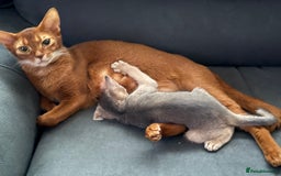 Abyssinian cats for sale: Amazing champion parents litter ❤️ - Image 11