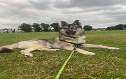 Shepsky dogs for stud: Husky/German Shepherd mix in Mitcham - Image 4