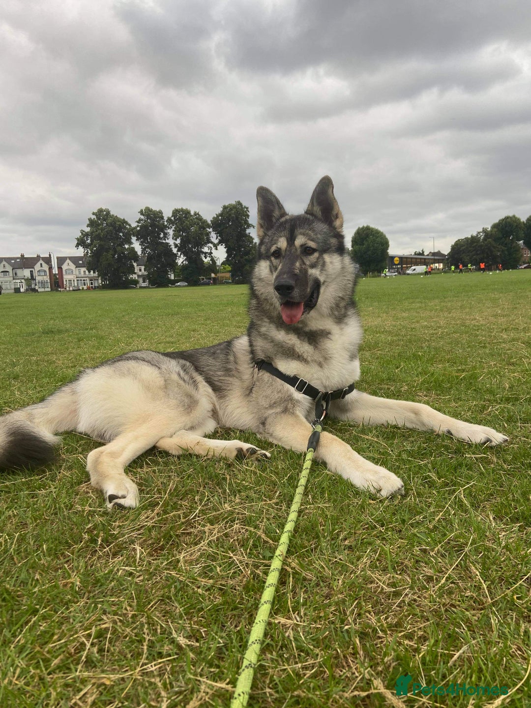 Shepsky dogs for stud: Husky/German Shepherd mix in Mitcham - Image 4