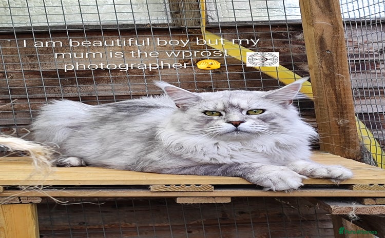 Maine Coon cats - Advert 1