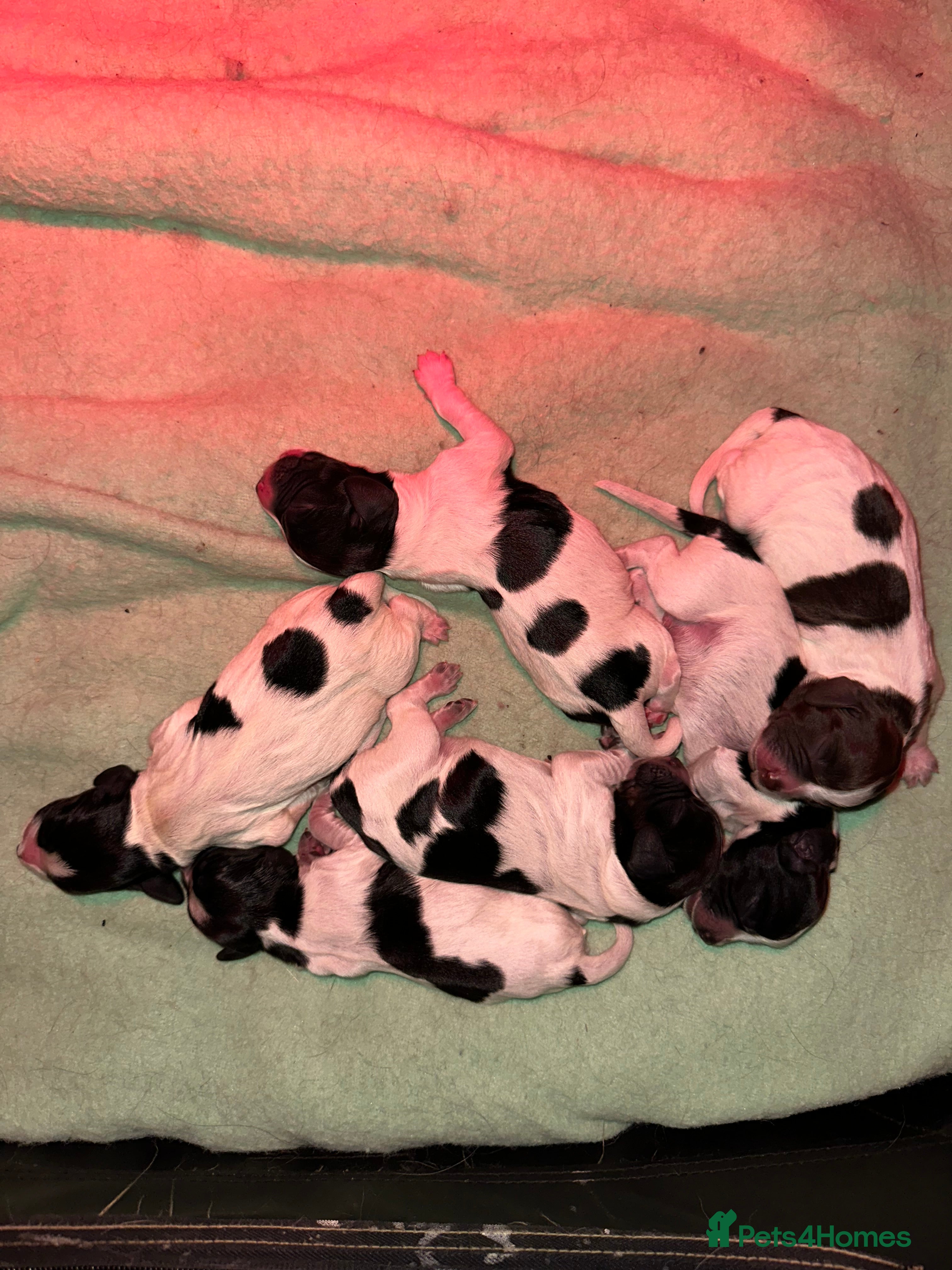 Cocker Spaniel dogs Gamekeeper bred, health tested working cockers - Advert 1