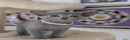 Russian Blue cats for sale: Full Pedigree American Line Russian Blue  - Advert 6