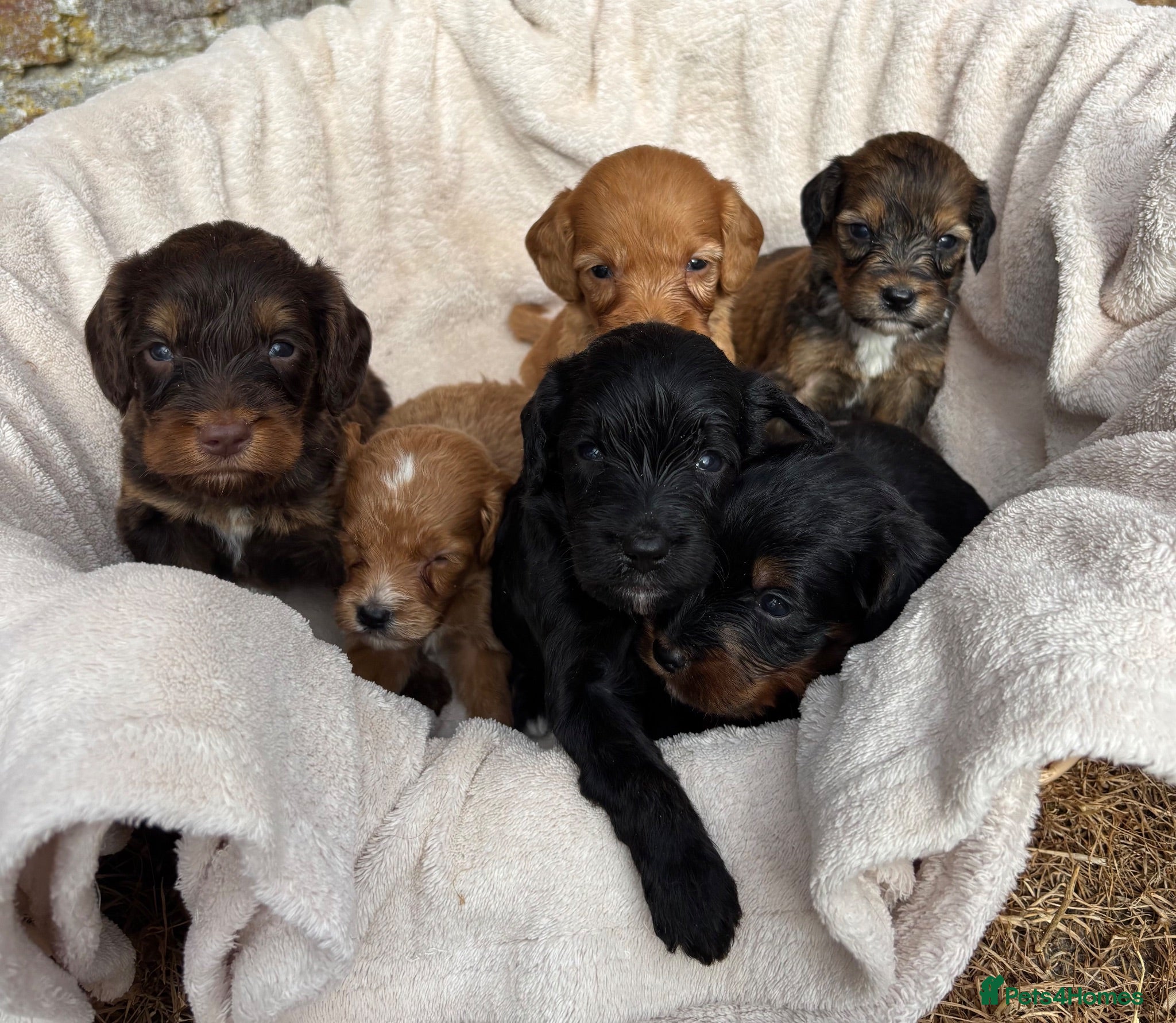 Cockapoo dogs F1 Cockapoo Puppies KC Parents DNA Tested Dad - Advert 9