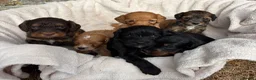 Cockapoo dogs for sale: Unique Coloured F1 Cockapoo Puppies KC Parents - Advert 11
