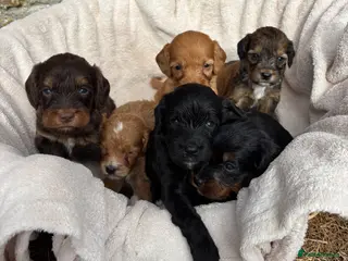 Cockapoo dogs F1 Cockapoo Puppies KC Parents DNA Tested Dad - Advert 9