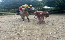 Welsh Section A horses for sale: Campion/ first lead rein section A - Image 2