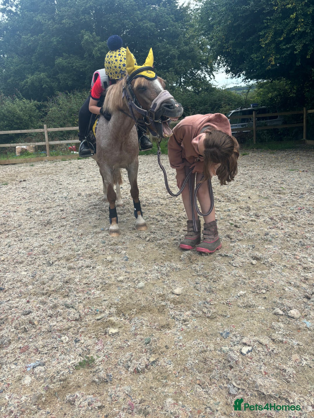 Welsh Section A horses for sale: Campion/ first lead rein section A - Image 2