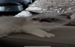 Persian cats for sale: Persian Kittens for sale - Image 5