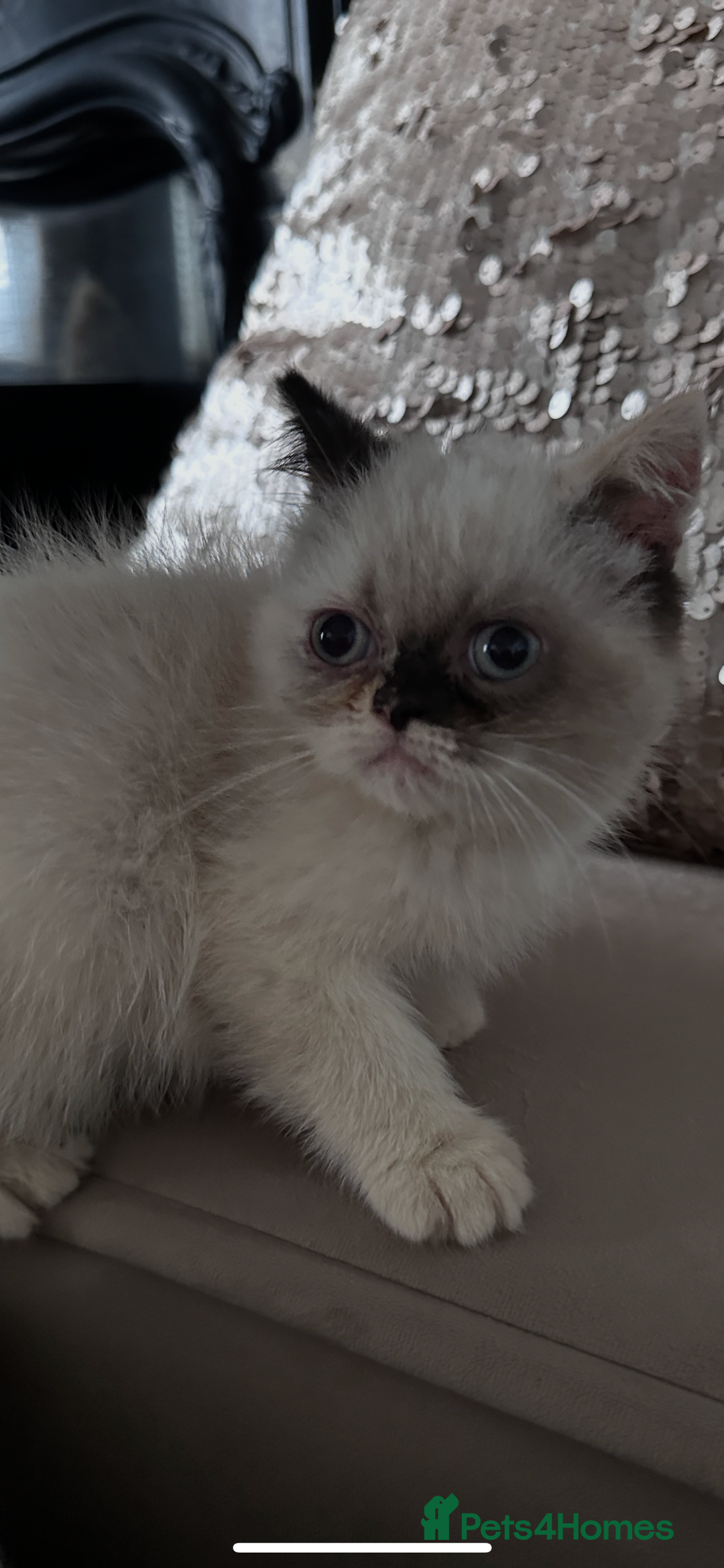 Persian cats for sale: Persian Kittens for sale - Image 5