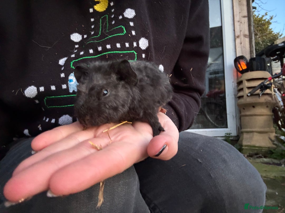 Guinea Pig rodents for sale: 8 boys 2 girls - Advert 4