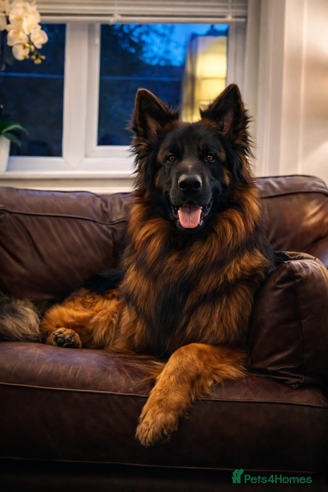 German Shepherd dogs for stud: KC REG FULLY HEALTH TESTED German Shepherd Stud in Macclesfield - Advert 3