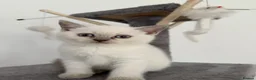 British Shorthair cats for sale: Britishshort hair Pedigree Kittens | DNA Clear  - Advert 11