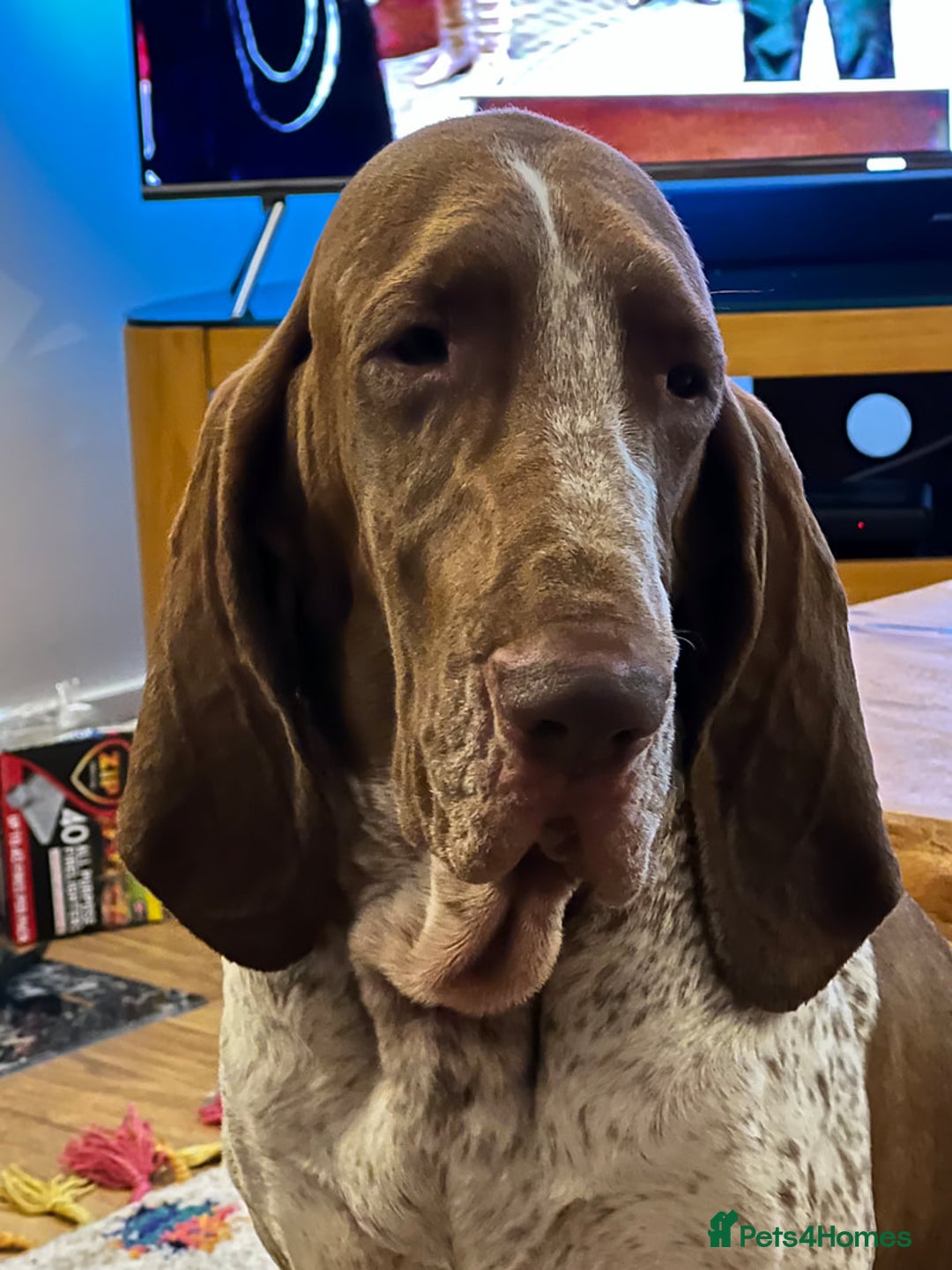 Bracco Italiano dogs for sale: Family raised Bracco Italiano puppies - Image 5