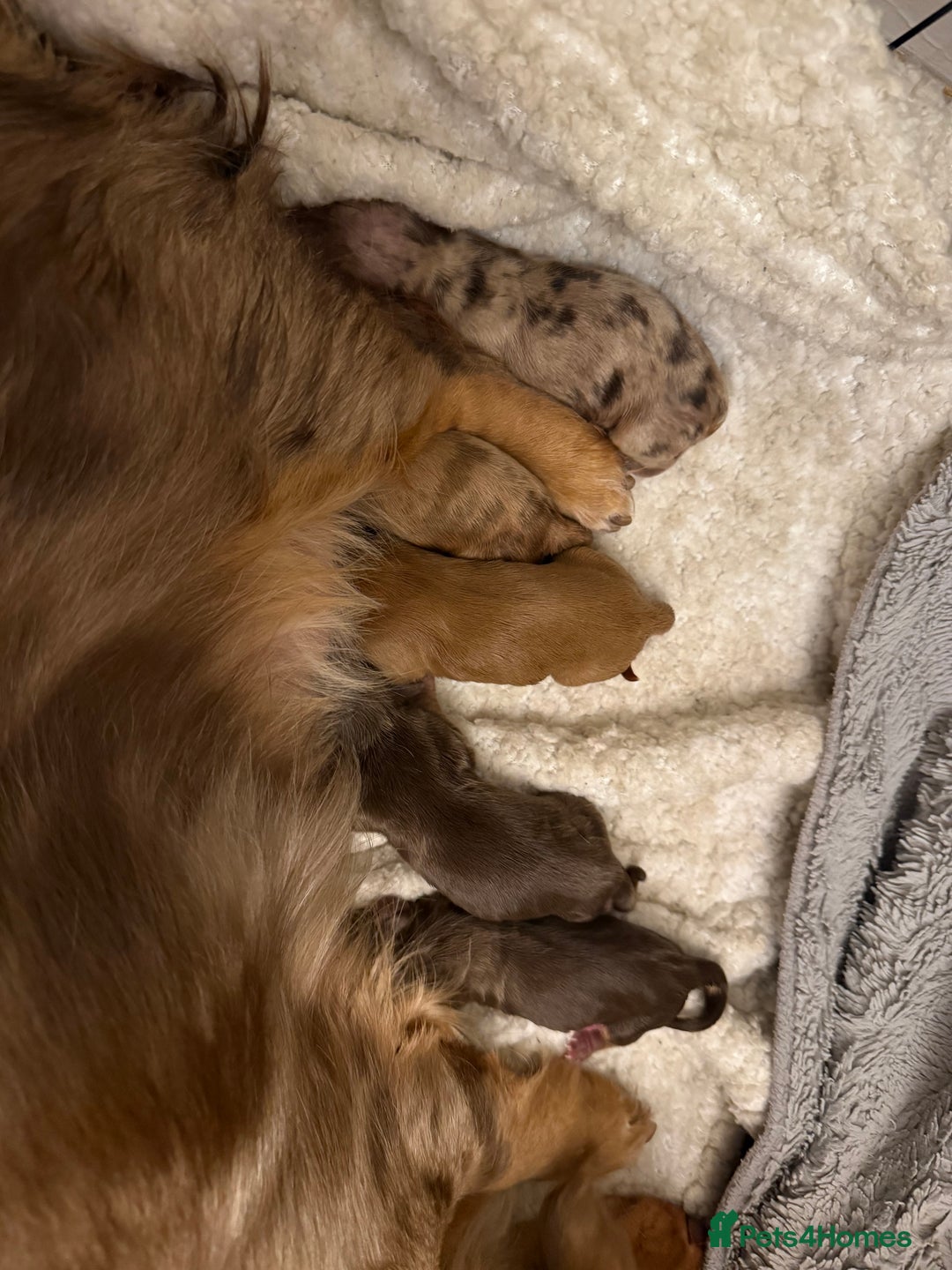 Miniature Dachshund dogs for sale: Miniature longhaired dachshund puppies  - Advert 2