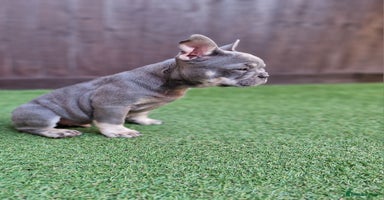 French Bulldog dogs - Advert 6