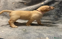 Labrador Retriever dogs for sale: Labrador retriever puppies  - Advert 12