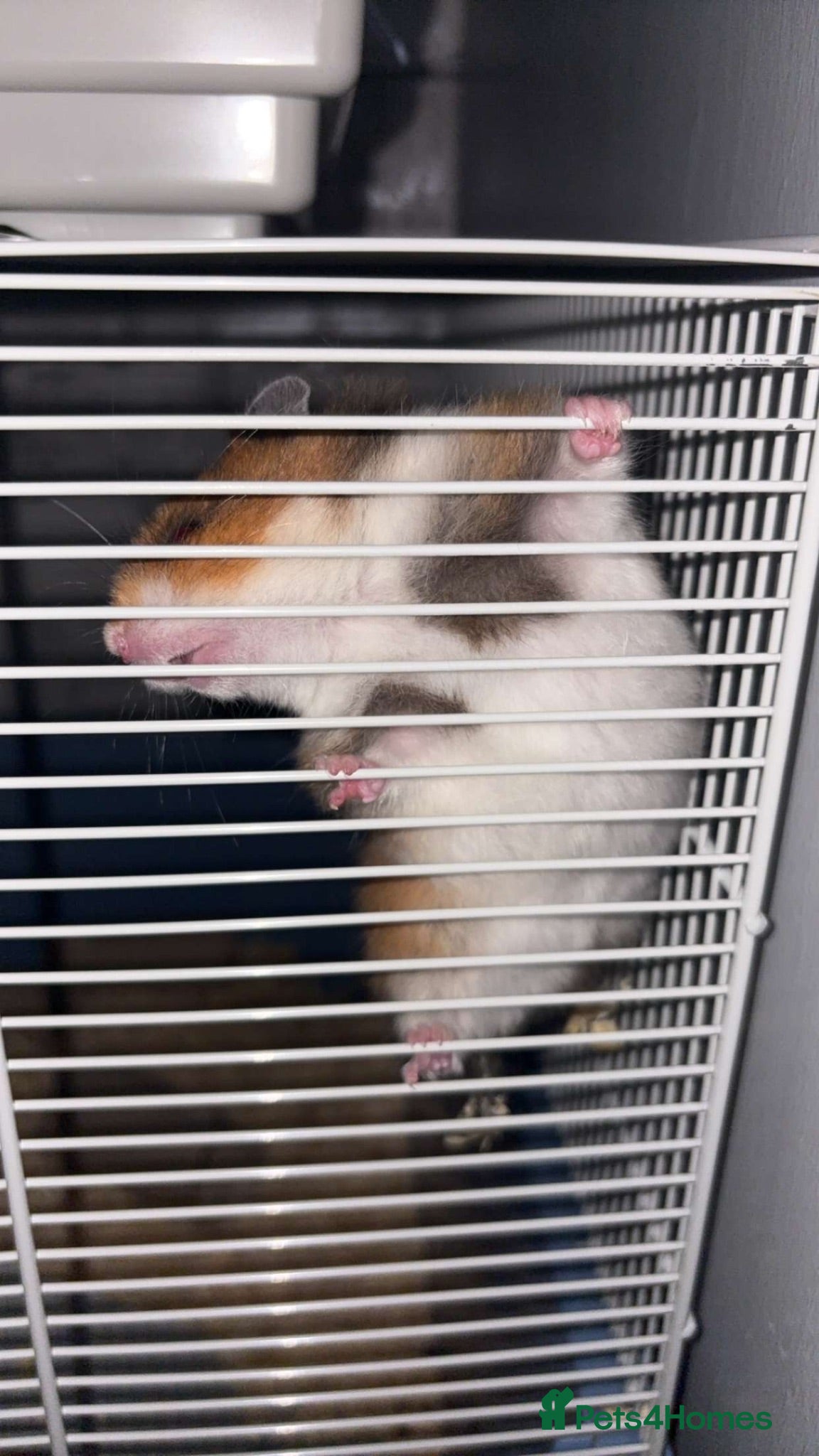 Hamster rodents Lilah  - Advert 1