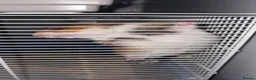 Hamster rodents for sale: Lilah  in Newcastle upon Tyne - Advert 1