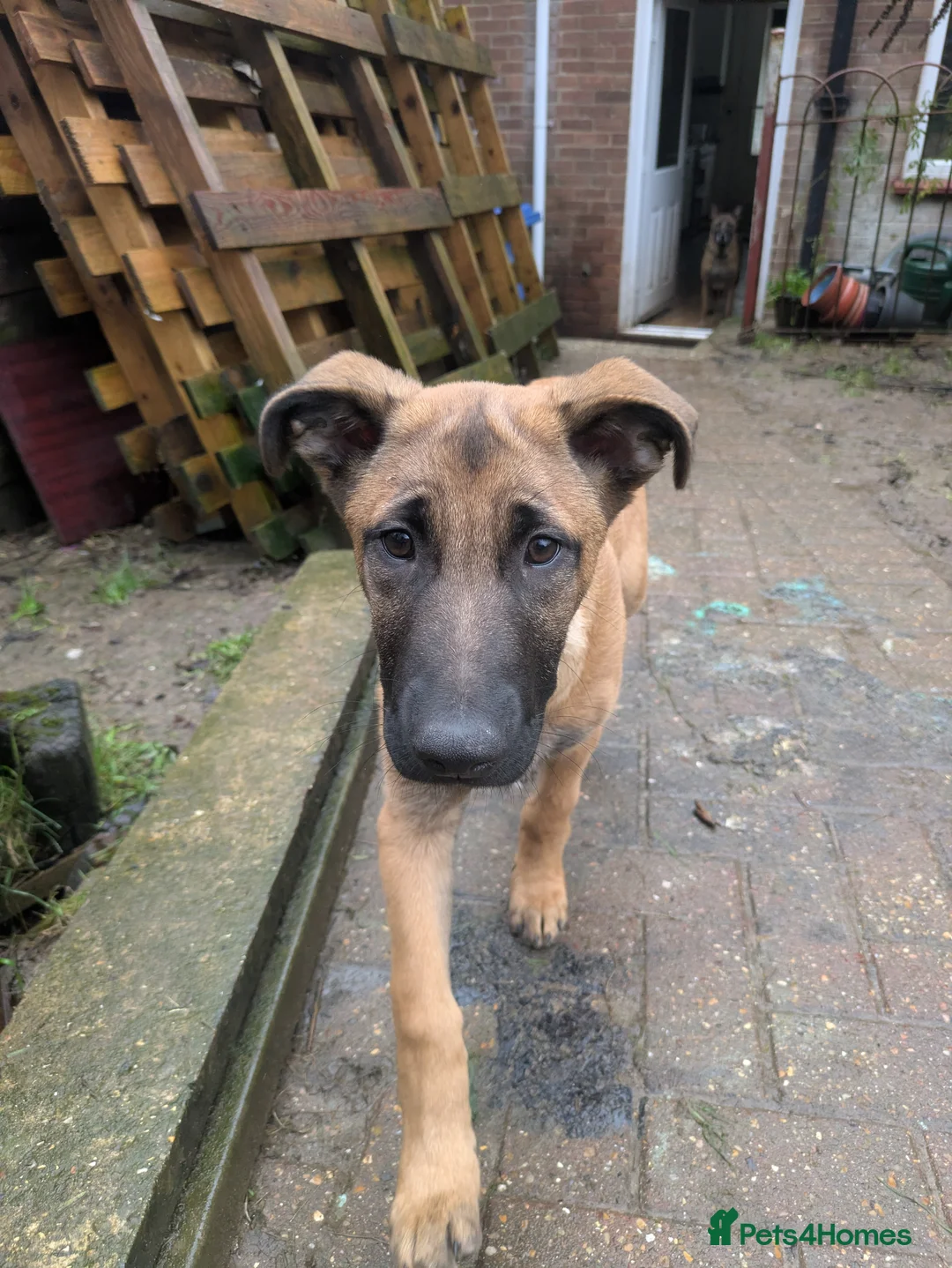 Belgian Shepherd Dog dogs for sale: Belgian Shepherd Puppies  - Advert 23