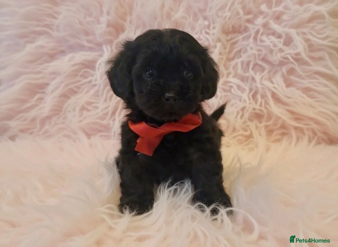 Maltipoo dogs for sale: Teddy bear Maltipoos, DNA Health tested - Advert 1