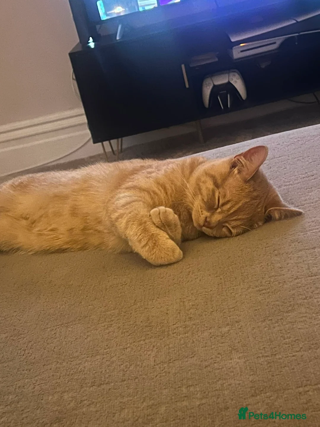 British Shorthair cats for sale: Stunning Male British Shorthair Kitten – Biscoff - Advert 1