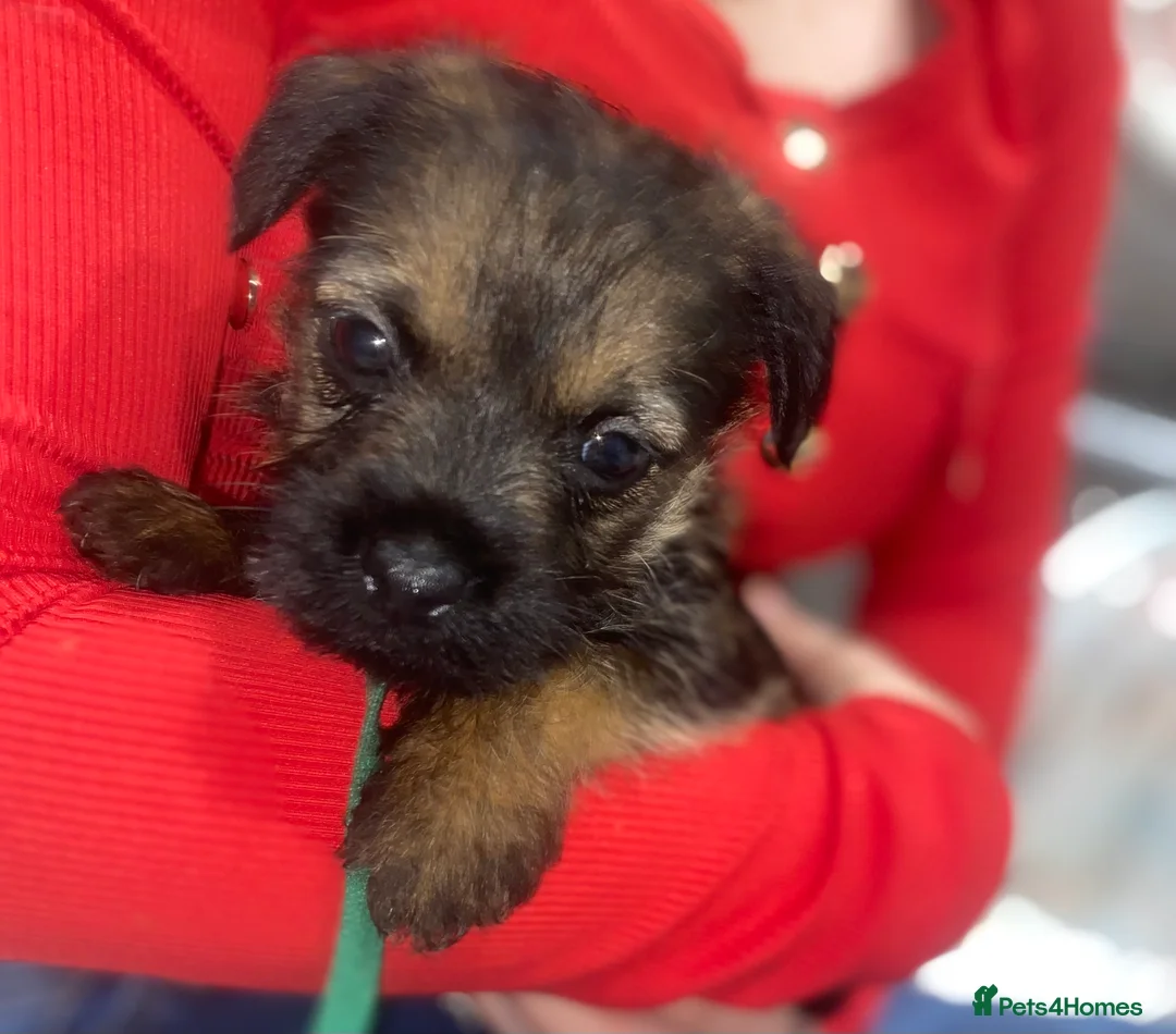 Border Terrier dogs for sale: 4 beautiful border terrier boys left  - Advert 1