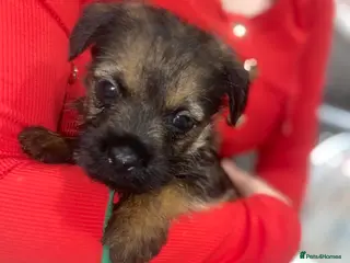 Border Terrier dogs 4 beautiful border terrier boys left - Advert 1