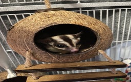 Sugar Glider rodents for sale: Male Sugar Gliders approx a year old  - Image 3