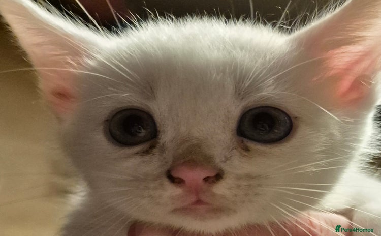 Turkish Angora cats - Advert 1