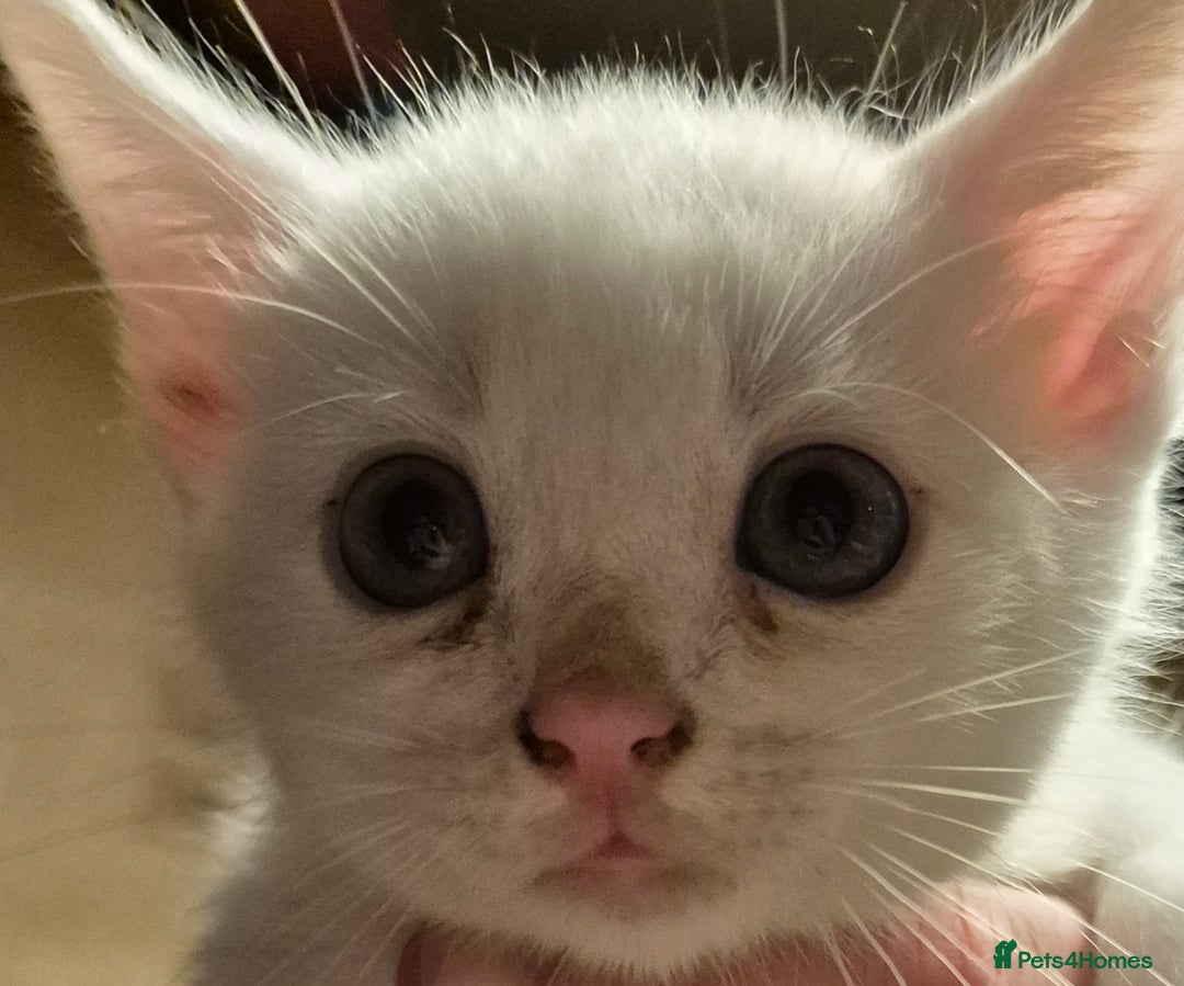 Turkish Angora cats for sale: Kittens for sale  - Image 1