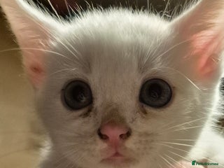 Turkish Angora cats - Advert 2