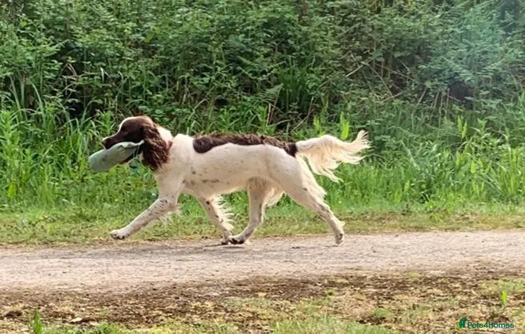 English Springer Spaniel dogs for sale: English Springer Spaniel Puppies - Advert 4