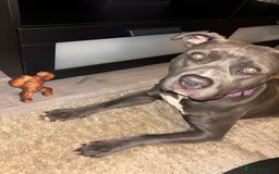 American Bull Staffy dogs for sale: Mrs Stormi  - Image 2