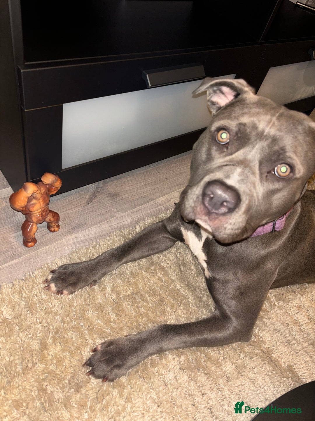 American Bull Staffy dogs for sale: Mrs Stormi  - Image 2