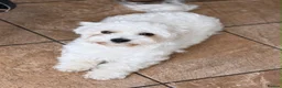 Maltese dogs for sale: 🐶 5 Beautiful Maltese🤍 in Coventry - Advert 3