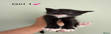 Maine Coon 1
