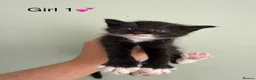 Maine Coon cats for sale: Maine coon X BSH Kittens - Advert 3