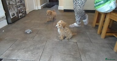 Cavapoo dogs - Advert 11