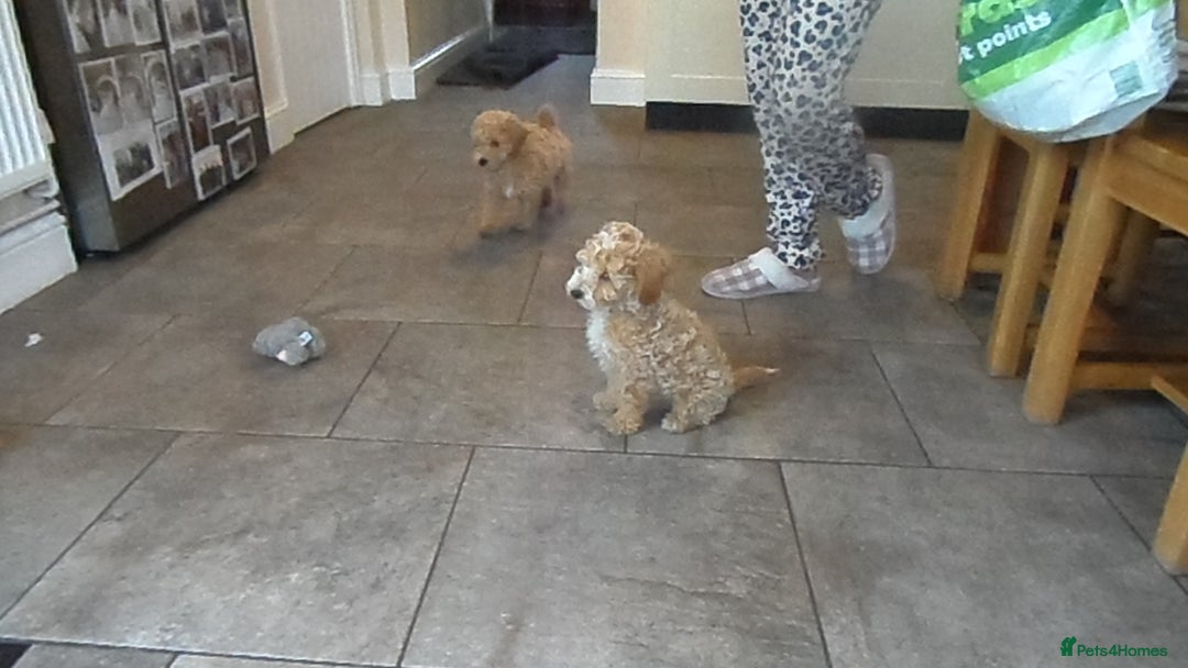 Cavapoo dogs for sale: Quality F1B Cavapoo puppies health tested  - Image 2
