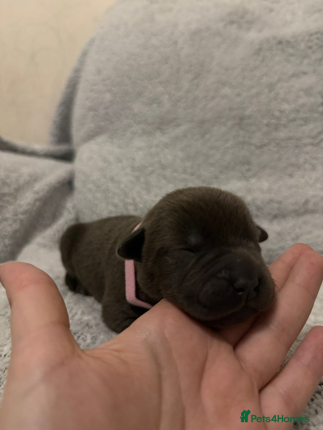 Bandog dogs for sale: 🐾 🌟 Premium multigen Bandogge Puppies🌟🐾 - Image 10