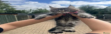 Grey and Brown tabby girl maincoon 3